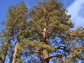 Mount San Jacinto